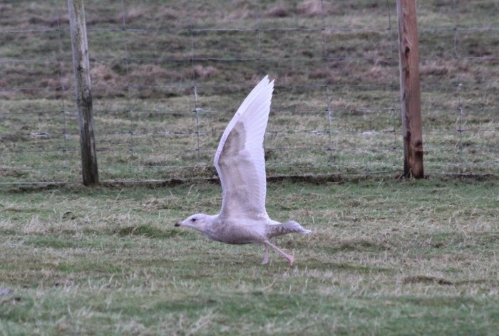 Iceland Gull