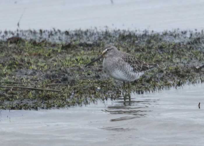 Long-billed Dowitcher