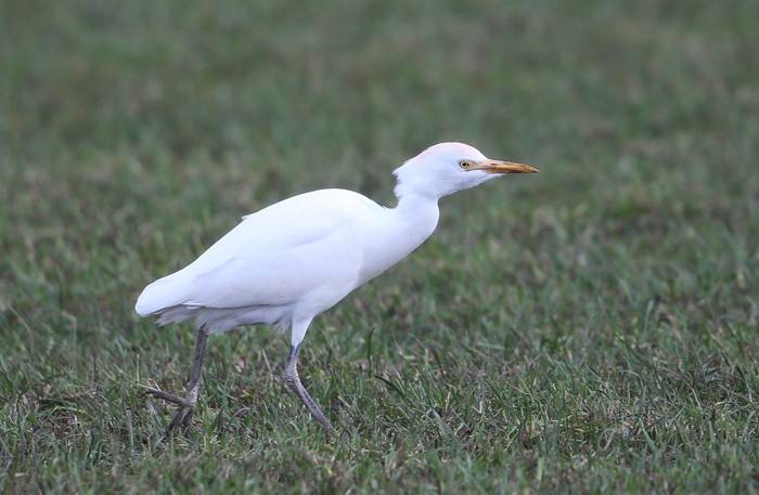 Cattle Egret