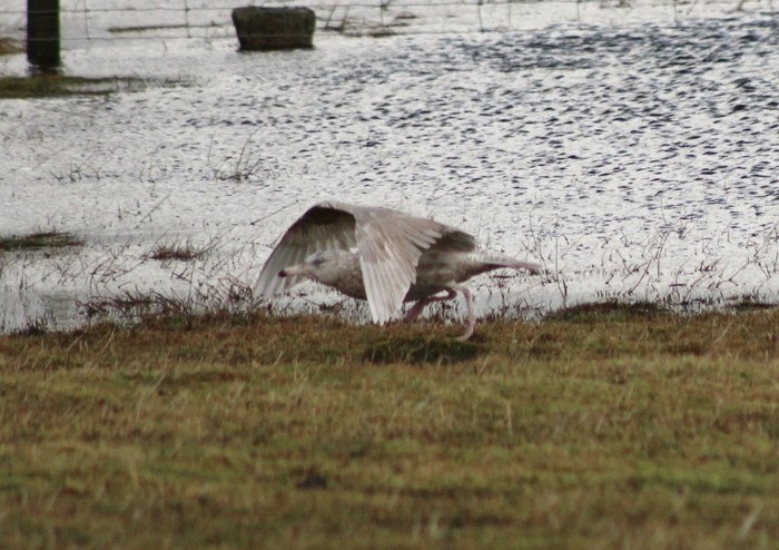 Glaucous Gull