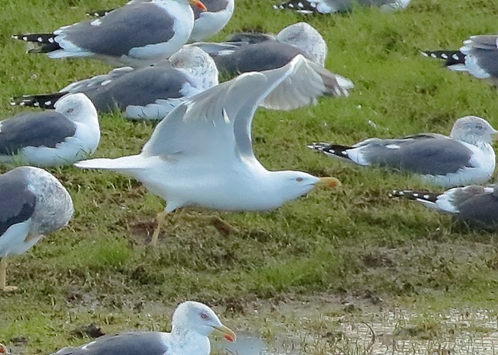Yellow-legged Gull
