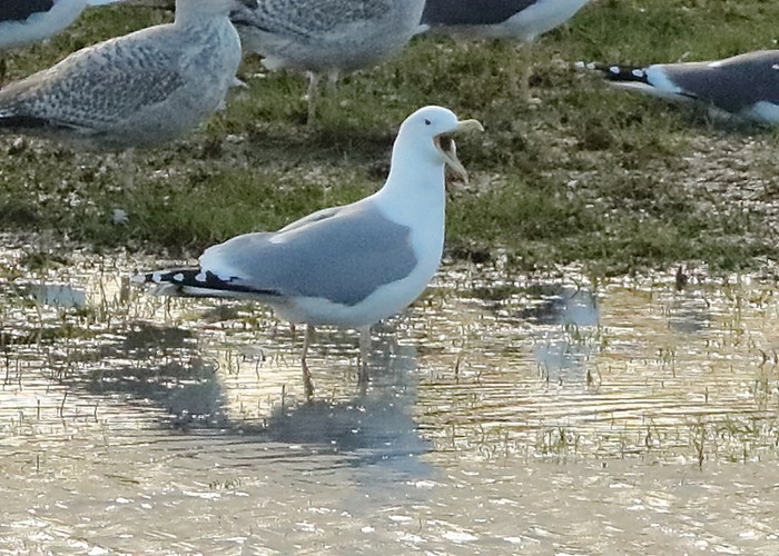 Caspian Gull