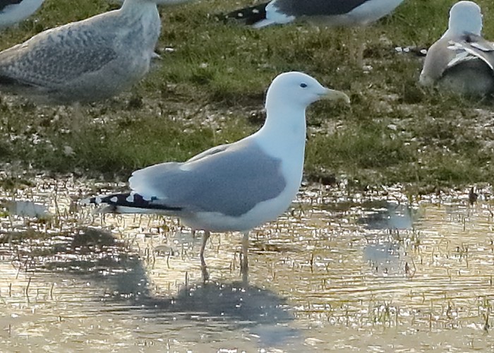 Caspian Gull