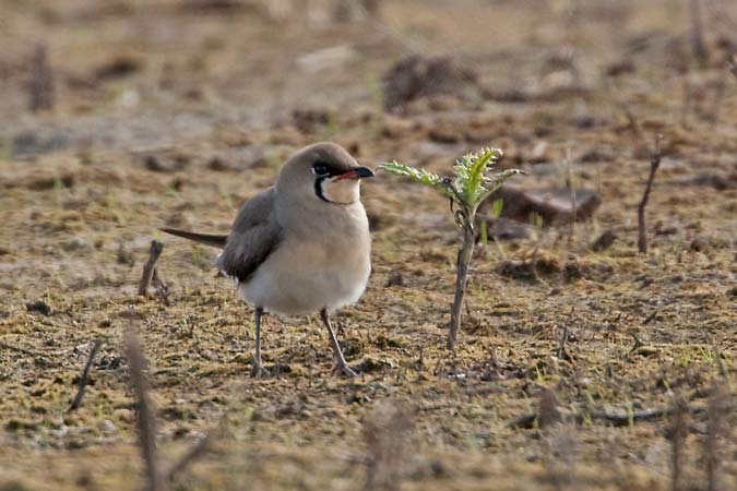 Oriental Pratincole