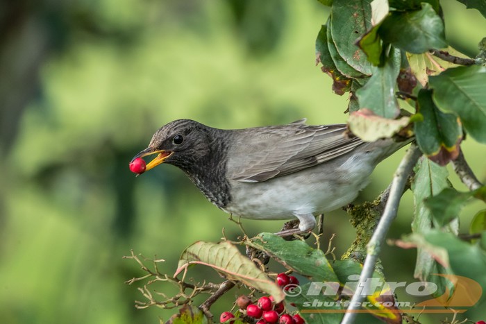 Black-throated Thrush