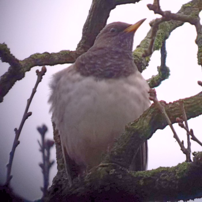 Black-throated Thrush