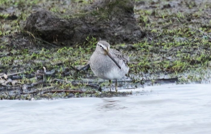 Long-billed Dowitcher