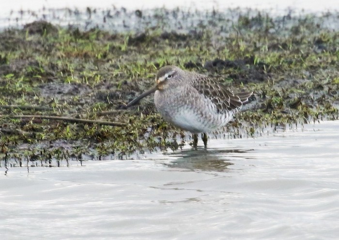 Long-billed Dowitcher
