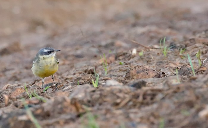 Blue-headed Eastern Yellow Wagtail
