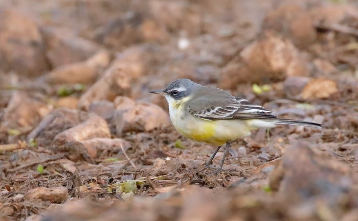 Blue-headed Eastern Yellow Wagtail