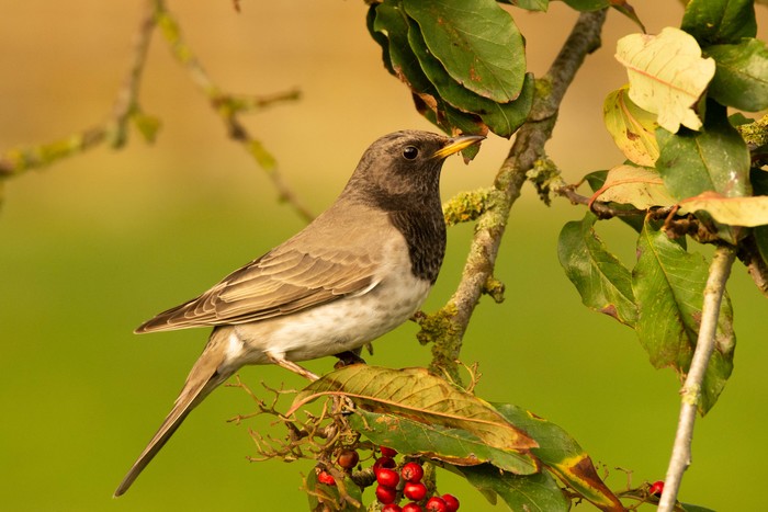 Black-throated Thrush