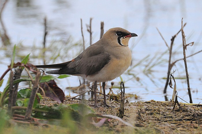 Oriental Pratincole