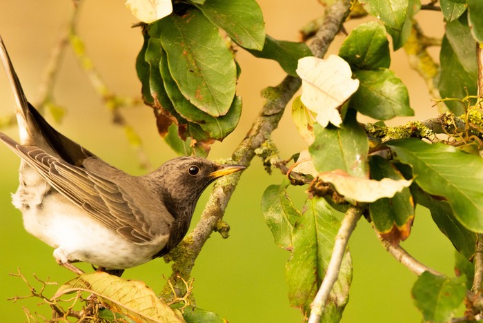 Black-throated Thrush