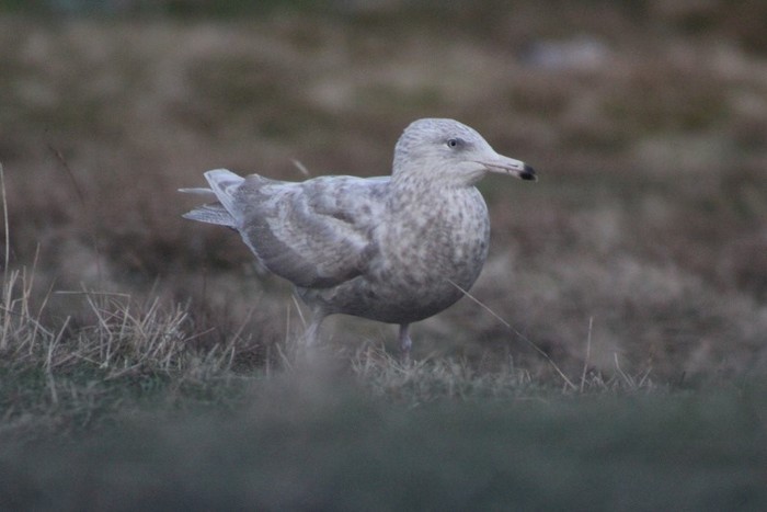 Glaucous Gull