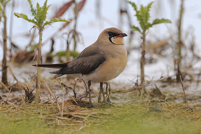 Oriental Pratincole