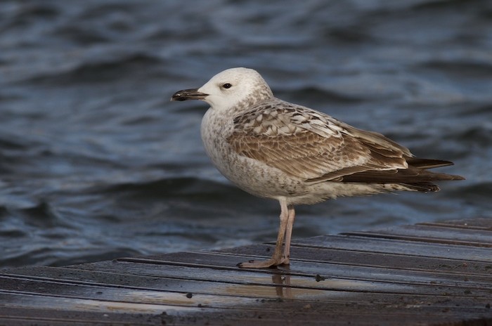 Caspian Gull