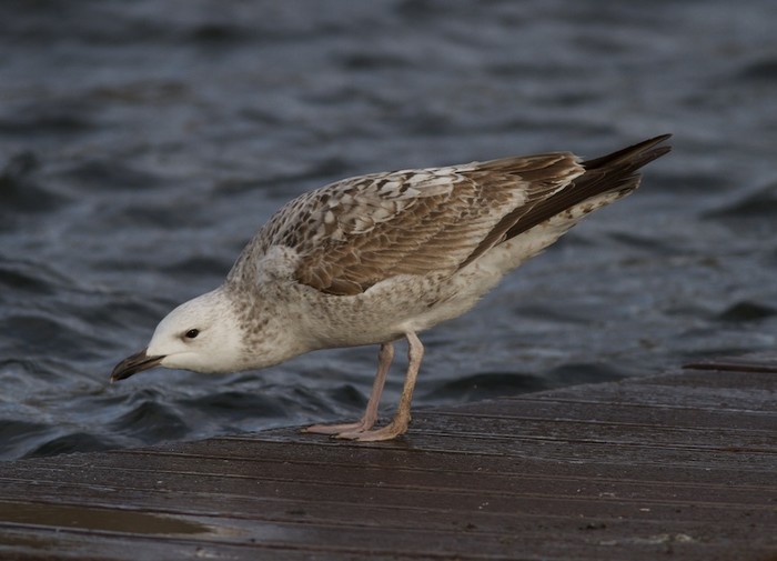 Caspian Gull