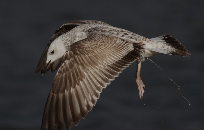Caspian Gull