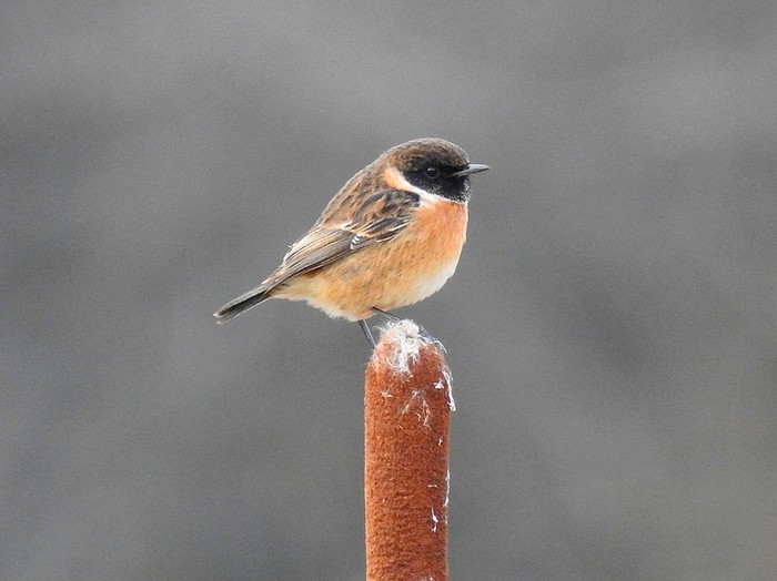 Stonechat