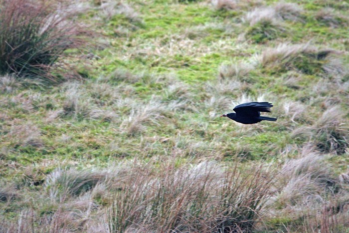 Chough