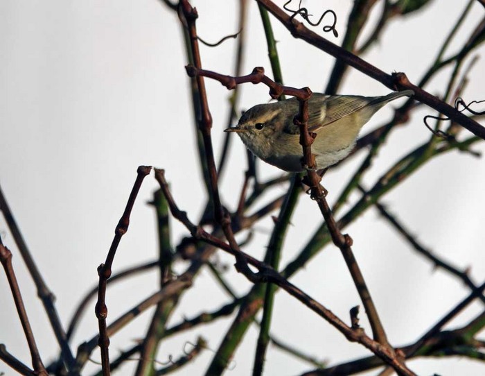 Yellow-browed Warbler 