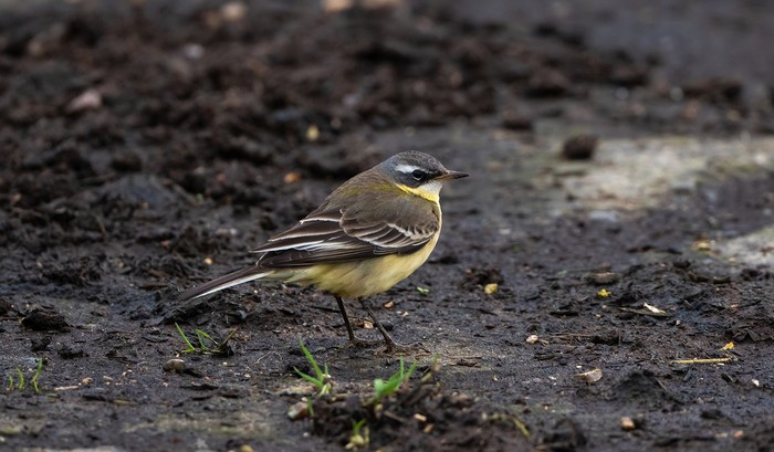 Blue-headed Eastern Yellow Wagtail