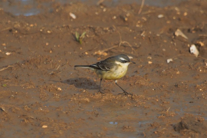 Blue-headed Eastern Yellow Wagtail