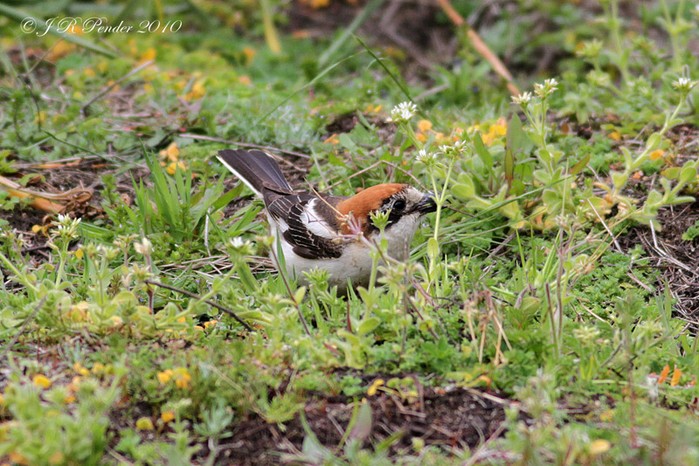 Woodchat Shrike