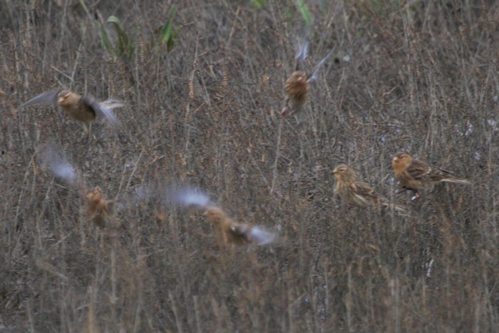 Twite
