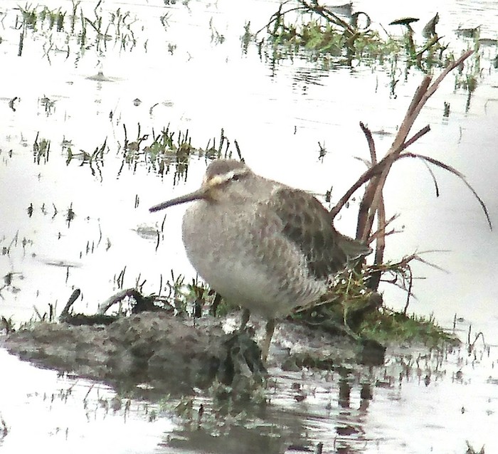 Long-billed Dowitcher