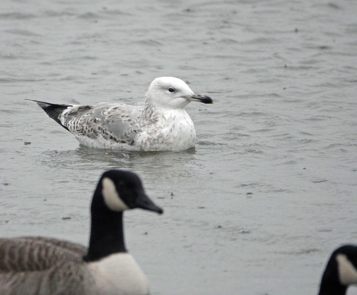 Caspian Gull