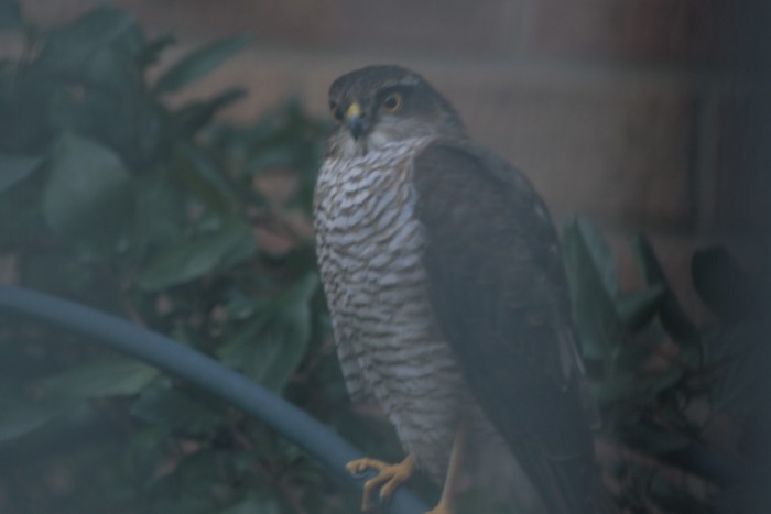 Sparrowhawk