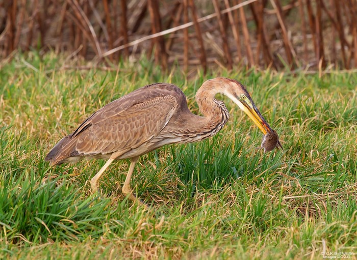 Purple Heron