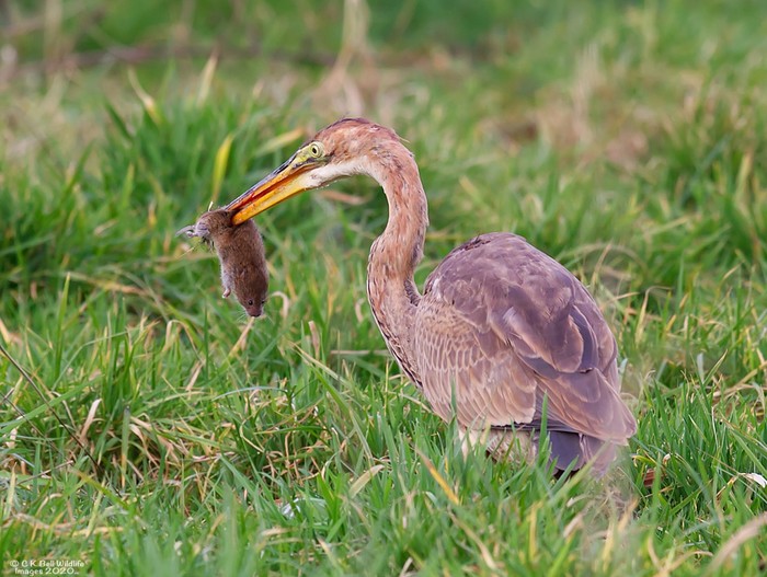 Purple Heron