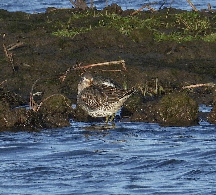Long-billed Dowitcher