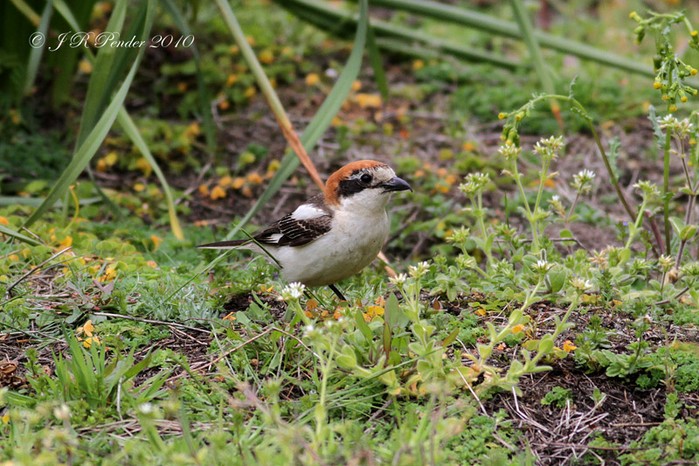Woodchat Shrike