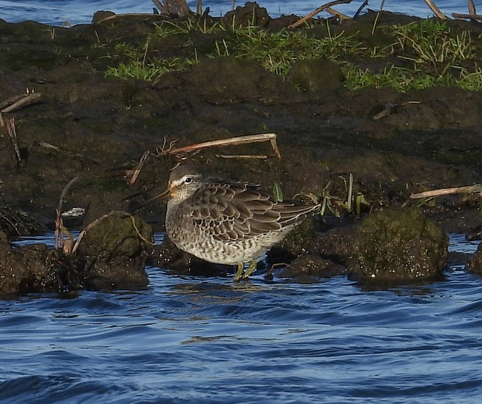 Long-billed Dowitcher