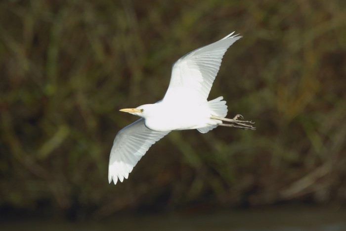 Cattle Egret