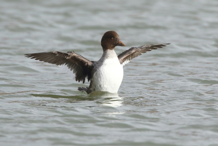 Goldeneye