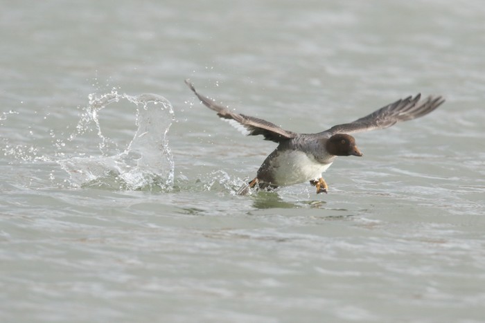 Goldeneye