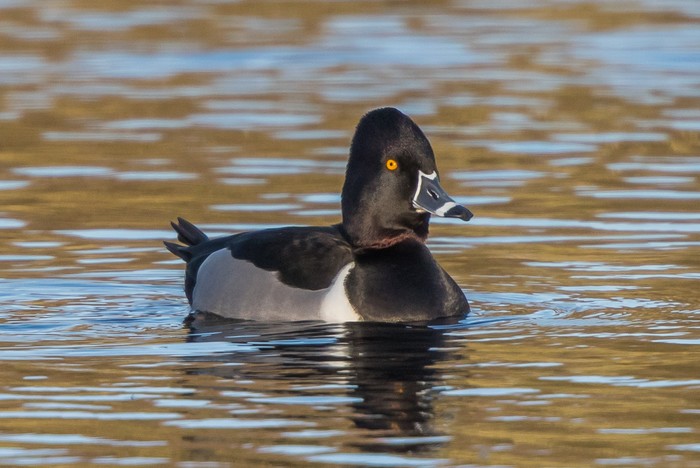 Ring-necked Duck