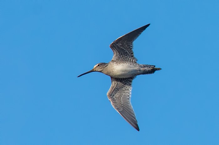 Long-billed Dowitcher
