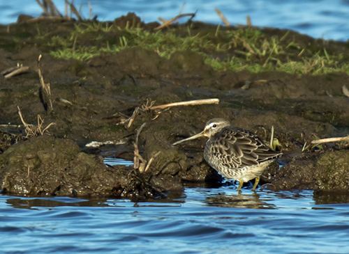 Long-billed Dowitcher