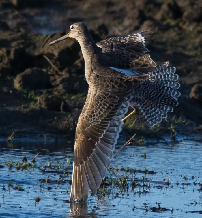 Long-billed Dowitcher