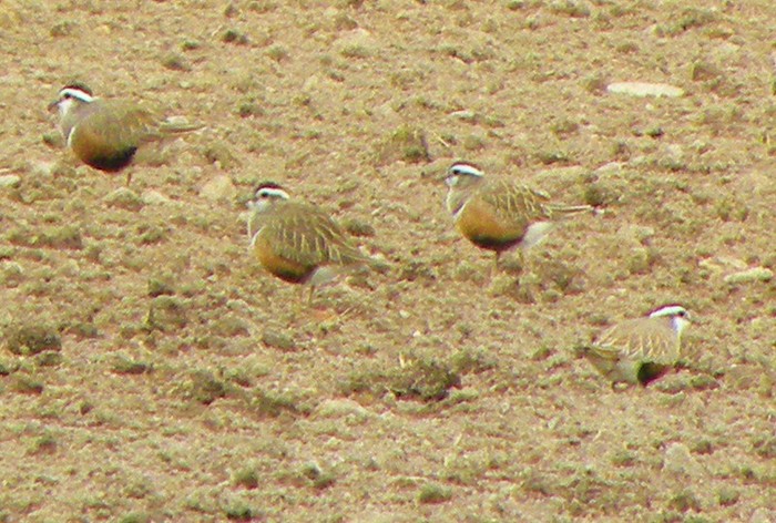 Dotterel