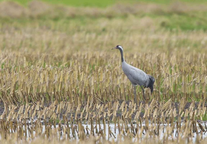 Common Crane