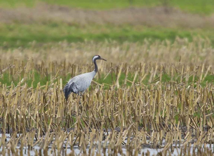 Common Crane