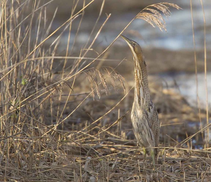 Bittern