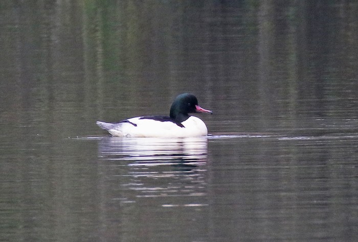 Goosander