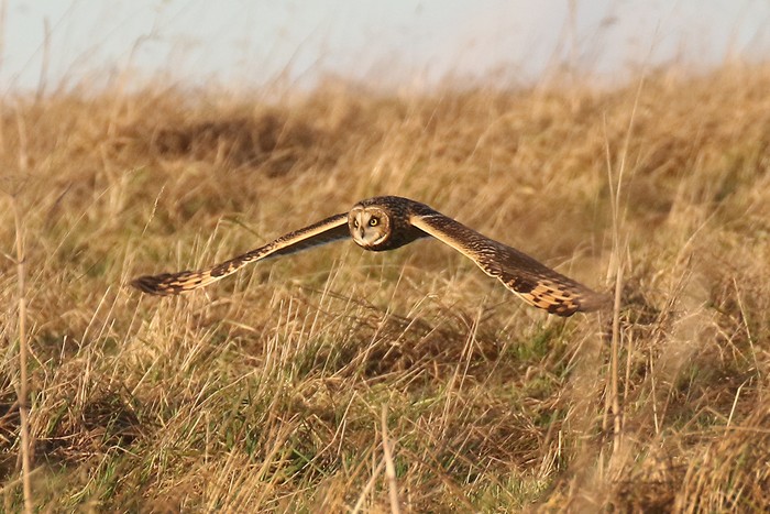 Short-eared Owl